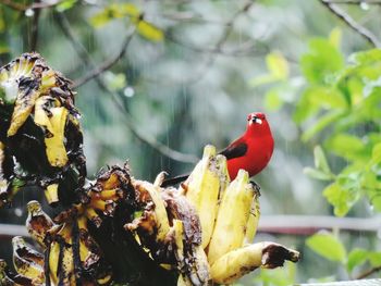 Close-up of bird perching on red flower