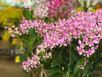 Close-up of pink flowers blooming outdoors