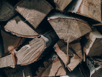 Stack of logs in forest