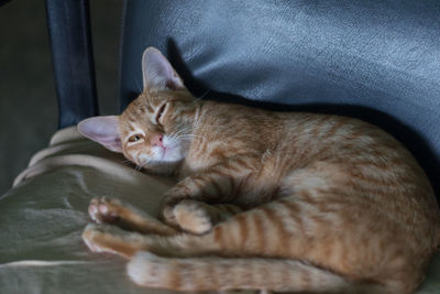 Close-up of cat sleeping