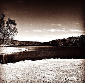 Bare trees on landscape