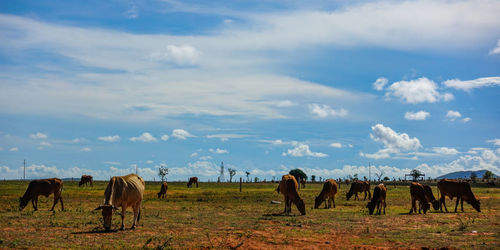 Horses in a field