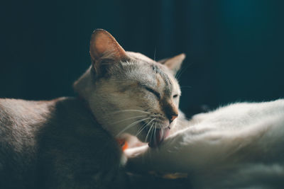 Close-up of cat looking away at home