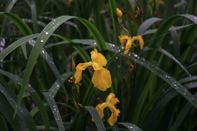 Close-up of wet yellow flowering plants