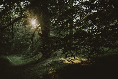 Sun shining through trees in forest