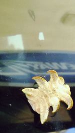 Close-up of birds in water