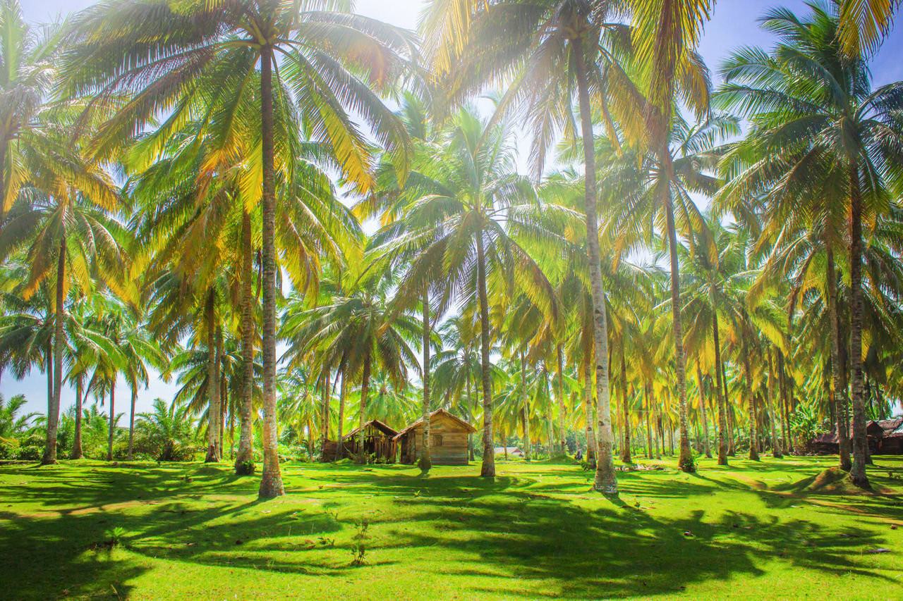 SCENIC VIEW OF PALM TREES AGAINST SKY