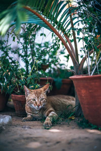 Portrait of cat sitting outdoors