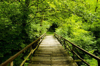 Footbridge amidst trees in forest