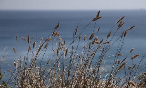 Close-up of dry grass against sky