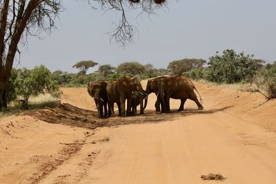 Elephant walking on sand against clear sky