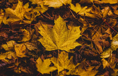 Close-up of yellow maple leaves on field