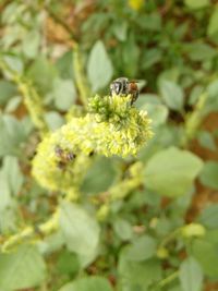 Close-up of insect on yellow flower