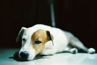 Close-up portrait of dog resting