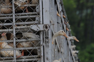 Close-up of birds perching on metal fence