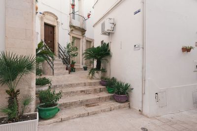 Potted plants on footpath against building