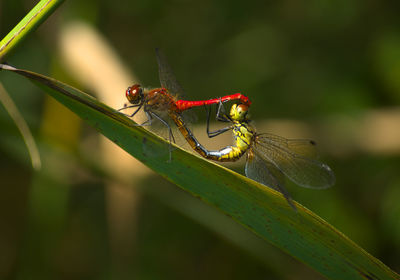 Close-up of insect on plant