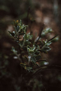 Close-up of plant