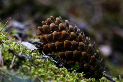 Close-up of plant