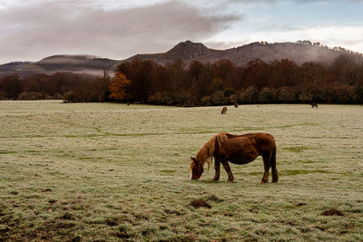 Horse grazing in a field