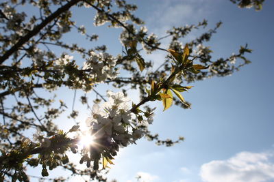 Low angle view of flowering plant against sky