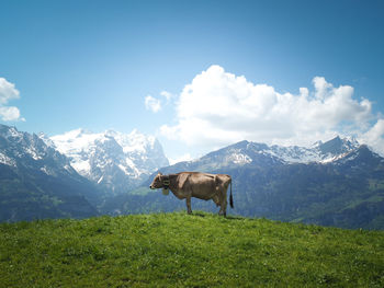 Horse standing on field against mountains