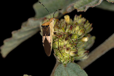 Close-up of butterfly on plant