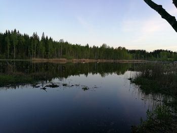 Reflection of trees in calm lake