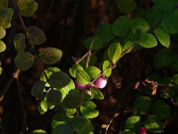 Close-up of plant growing outdoors