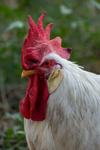  a beautiful rooster head portrait