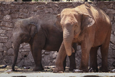 Elephant standing by stone wall