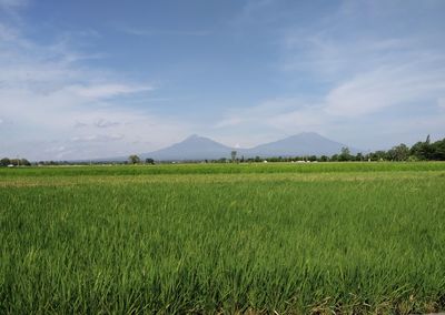 Scenic view of field against sky