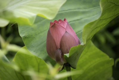 Close-up of pink lotus water lily