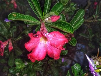 Close-up of wet pink flower in rain