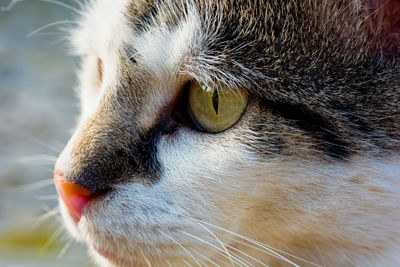 Close-up of cat looking away
