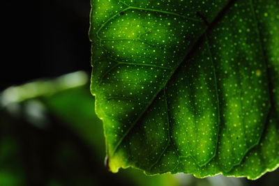 Close-up of raindrops on green leaves