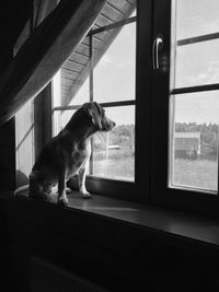 Dog looking through window