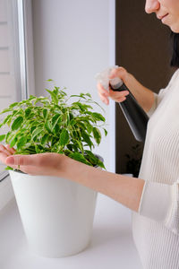 A woman is spraying a plant. decorative home plant ficus. 