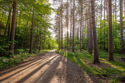 Road amidst trees in forest