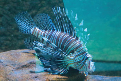 Fish swimming in sea