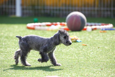 Dog playing with ball