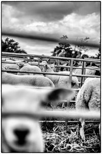 Close-up of horse against sky
