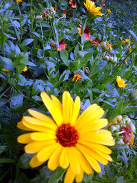 Close-up of yellow flower blooming in field