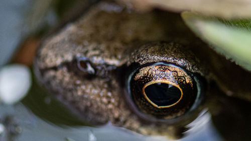 Close-up portrait of a frog