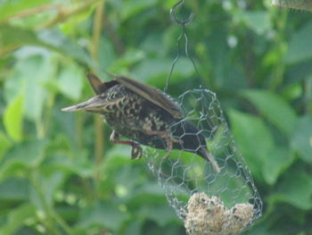 Close-up of butterfly perching on leaf