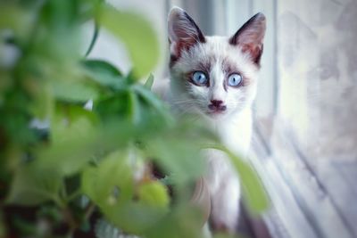 Portrait of kitten looking at camera cat on window 