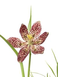 Close-up of flowering plant against white background