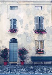 Potted plants outside building