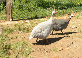 View of a bird on field