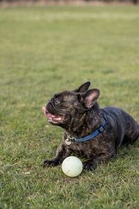 Close-up of dog playing with ball